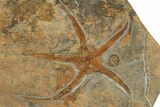 Four Ordovician, Fossil Brittle Stars (Ophiura) - Morocco #189685-3